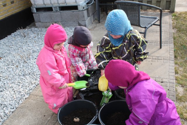 kartoffelplantning2.jpg